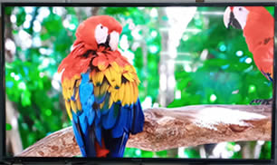 Телевизор Panasonic FullHD 124 см